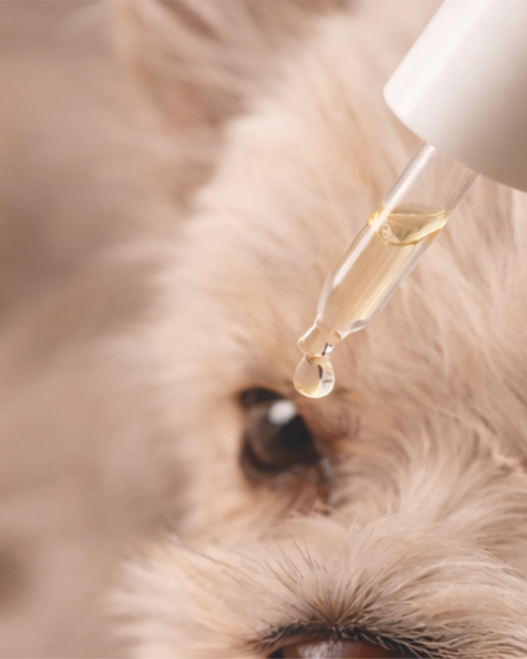 The Bright Eye Solution | PRE-ORDER